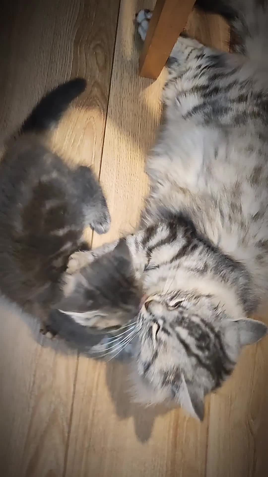 Mixed Breed cats for sale: 🐾 Affectionate Maine Coon Mix Kittens for Sale 🐾 - Video 1