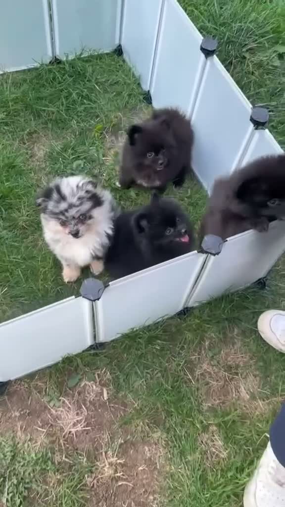 Pomeranian dogs for sale: 🩷 only 1 left Rare black pomeranian girl🩷 - Video 1