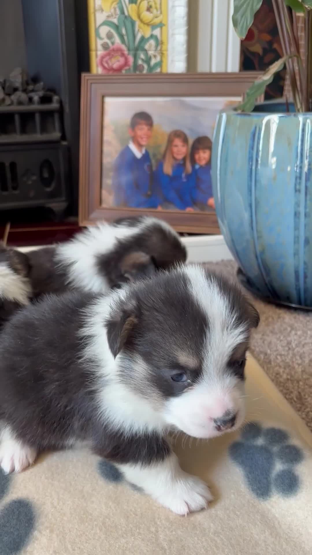 Welsh Corgi Pembroke dogs for sale: Fluffy puppies! - Video 1