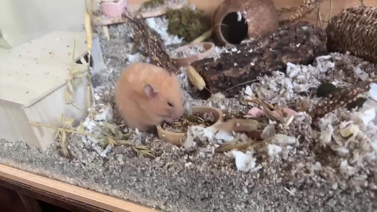 Hamster rodents for sale: Beautiful Complete Syrian Hamster + Setup - Video 1