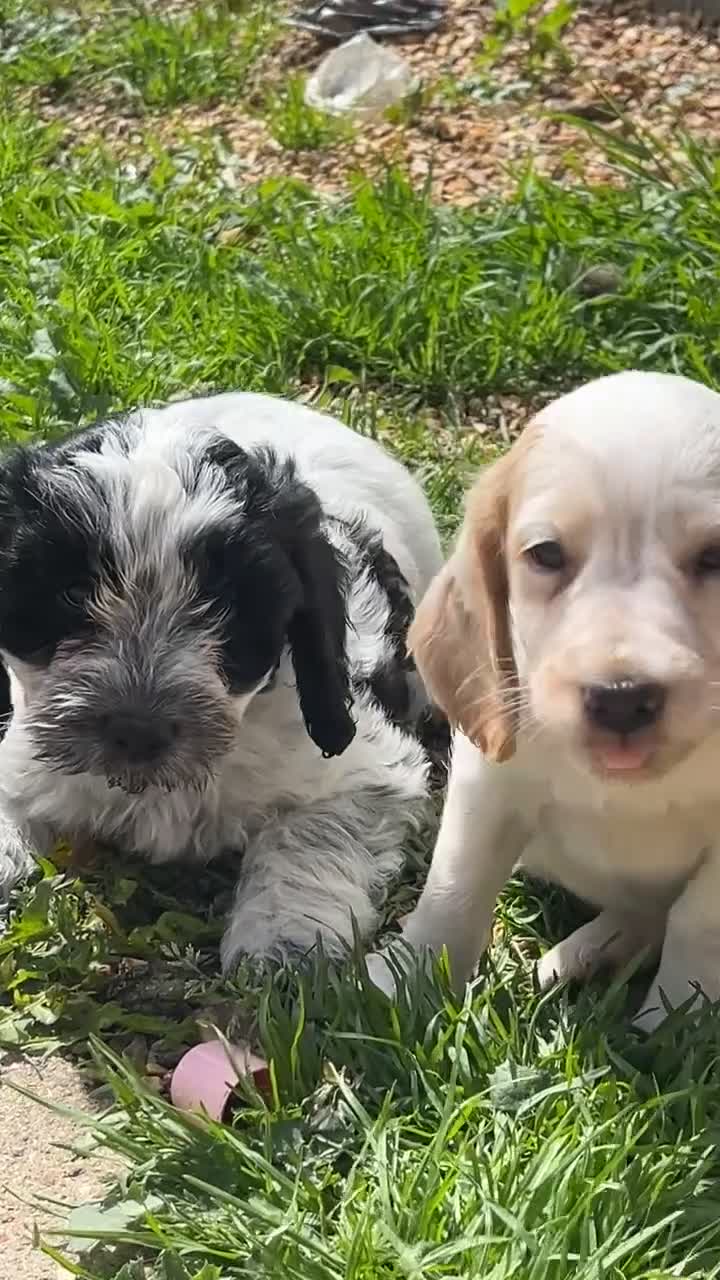 Cockapoo dogs for sale: Beautiful cocopoo puppies ready middle of may  - Video 1