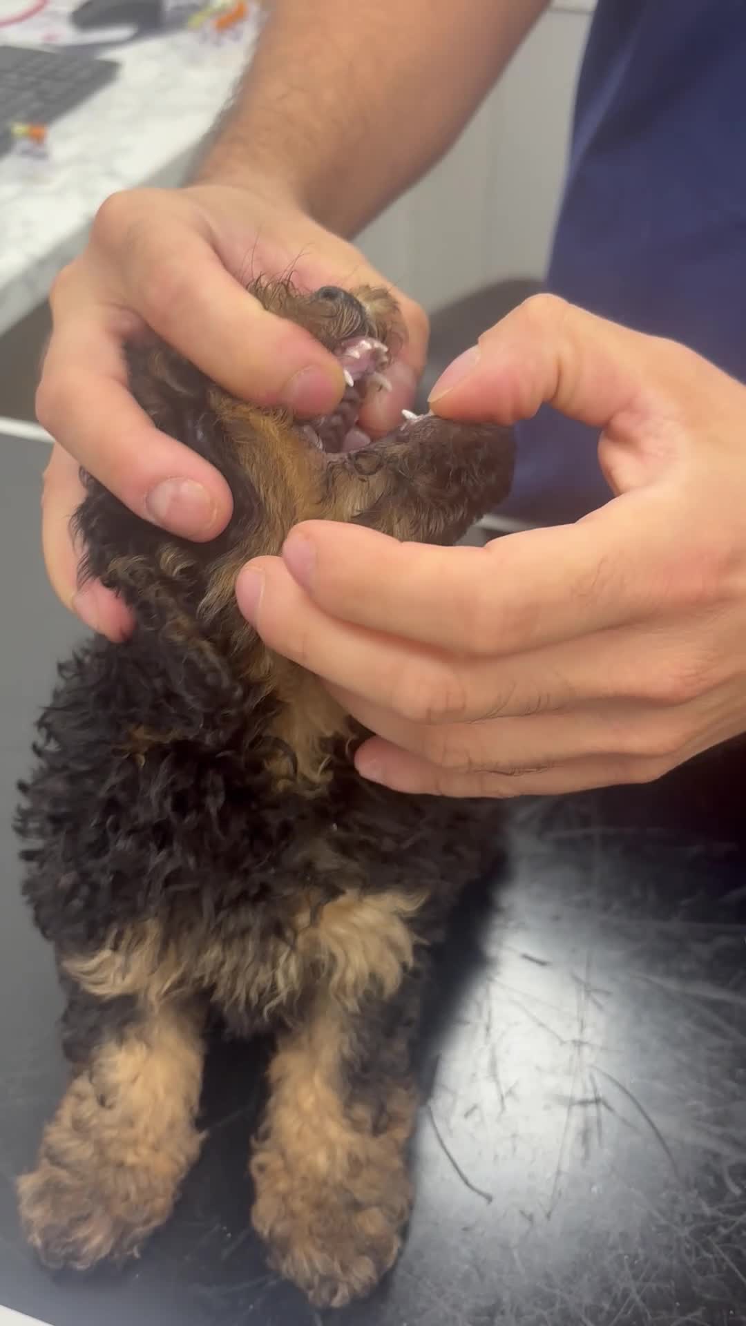 Cavapoo dogs for sale: ⭐️6 CAVAPOO’S Ready Now in CHESHIRE⭐️ - Video 3