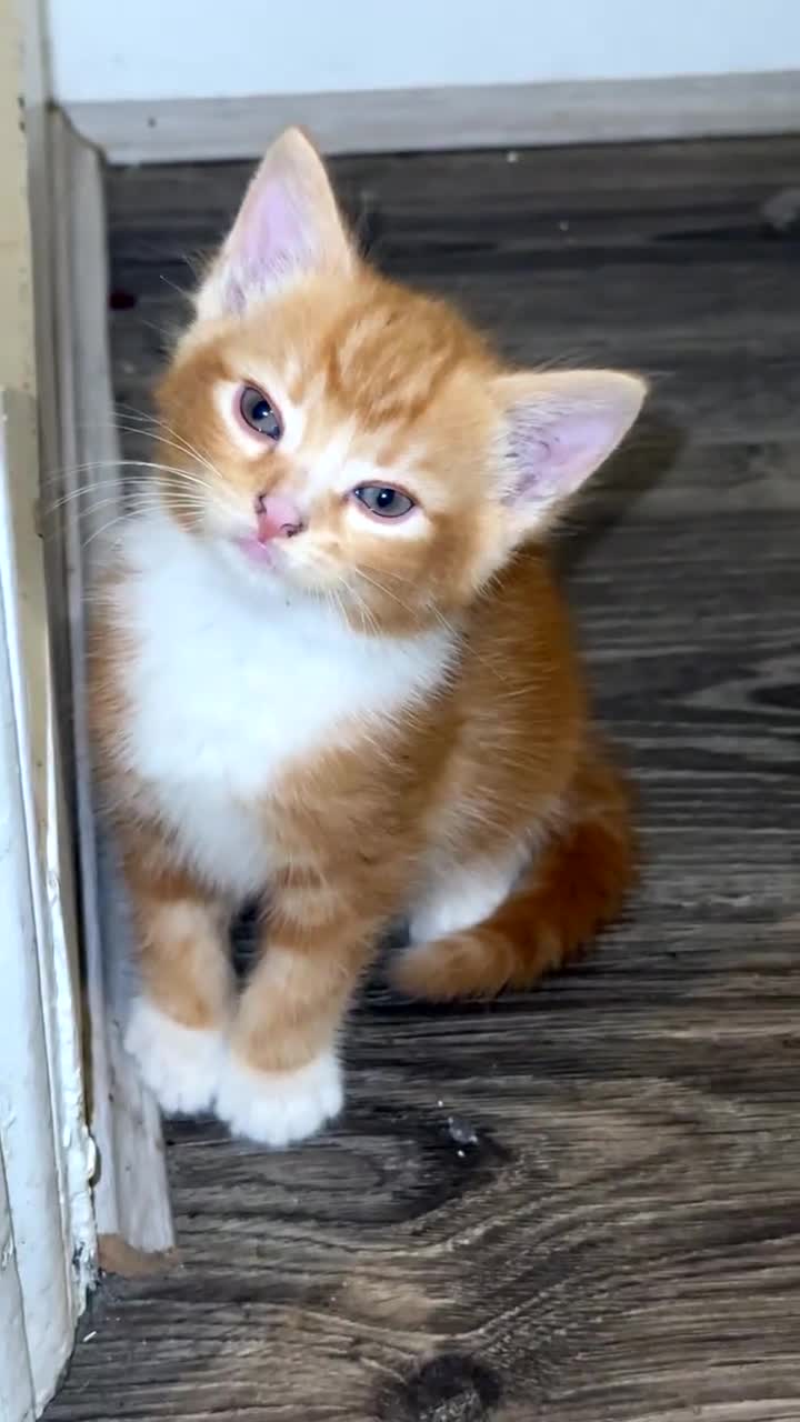 Mixed Breed cats for sale: Fluffy kittens || ready for loving home  - Video 1