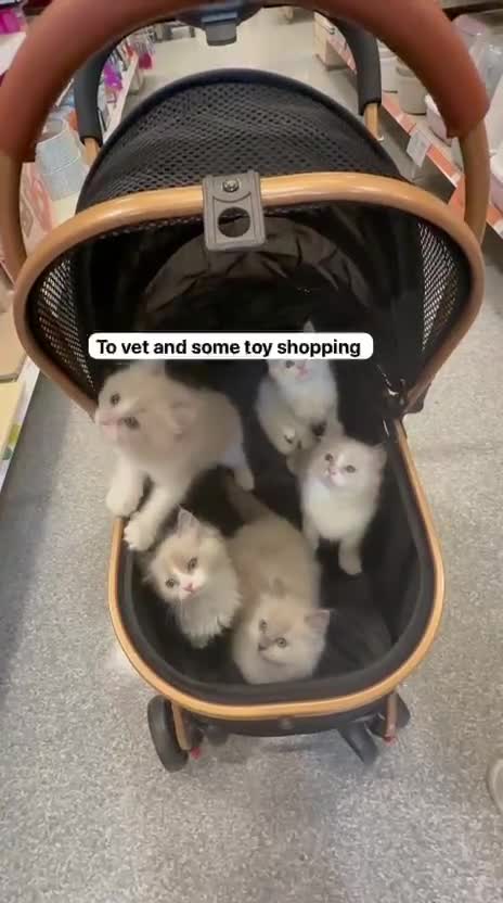 Ragdoll cats for sale: Beautiful Ragdolls  in Oldbury - Video 4