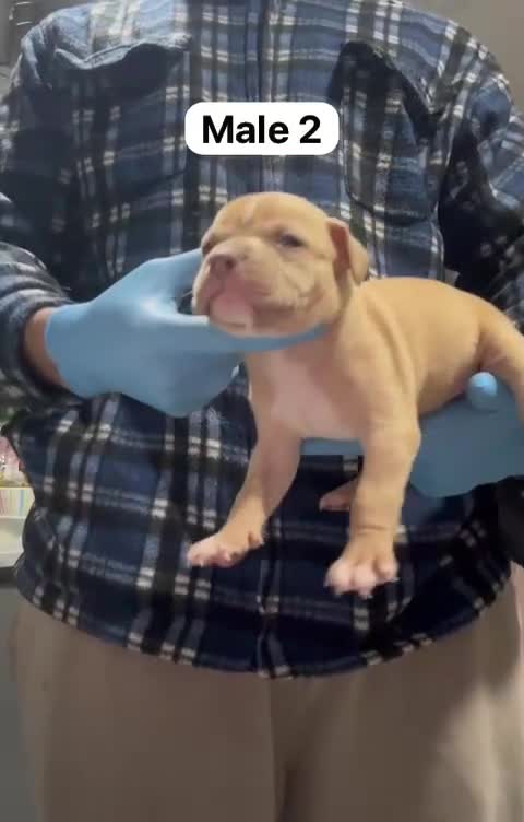 Mastiff dogs for sale: Mastiff  - Video 3