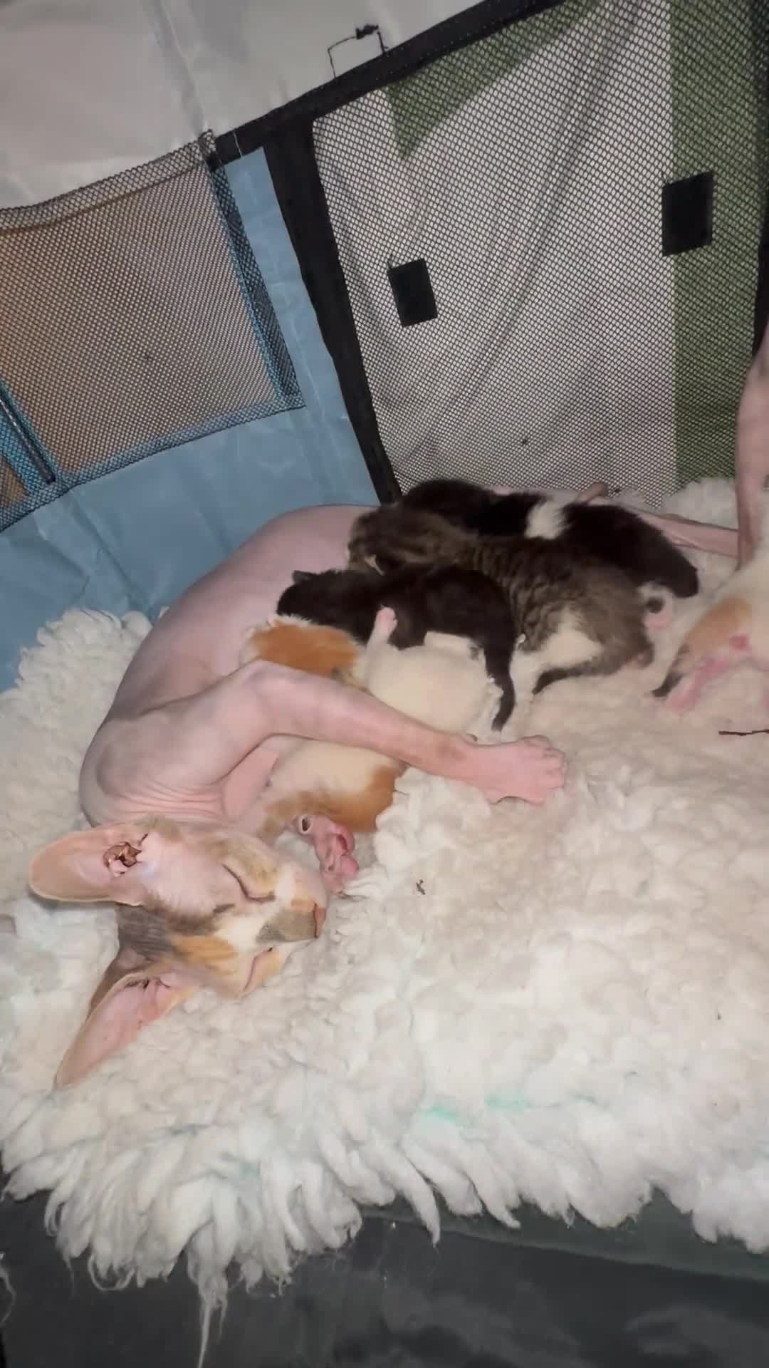 Sphynx cats for sale: Sphynx kittens. in Royston - Video 1