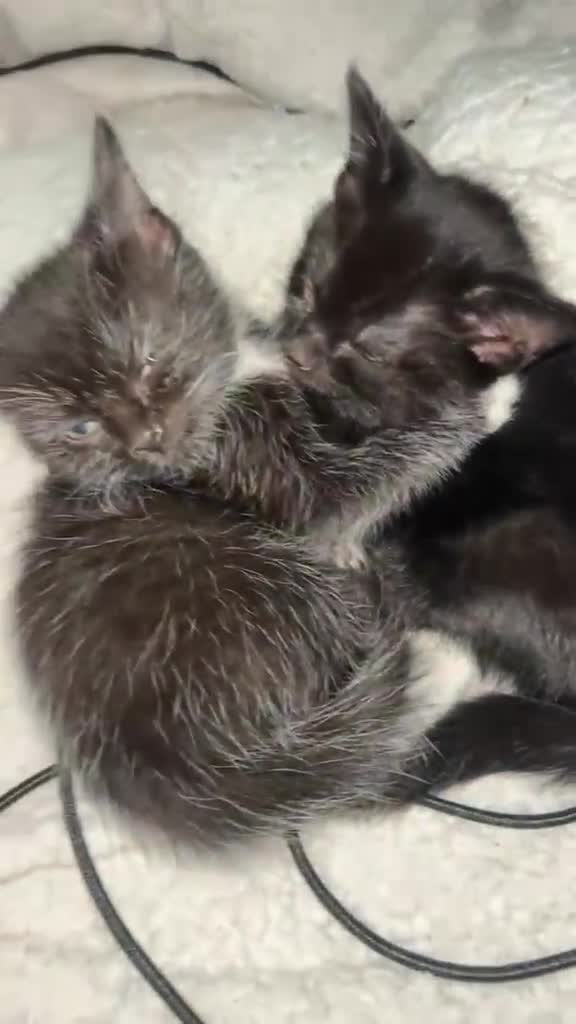 Mixed Breed cats for sale: Beautiful friendly Kittens in Peterlee - Video 1