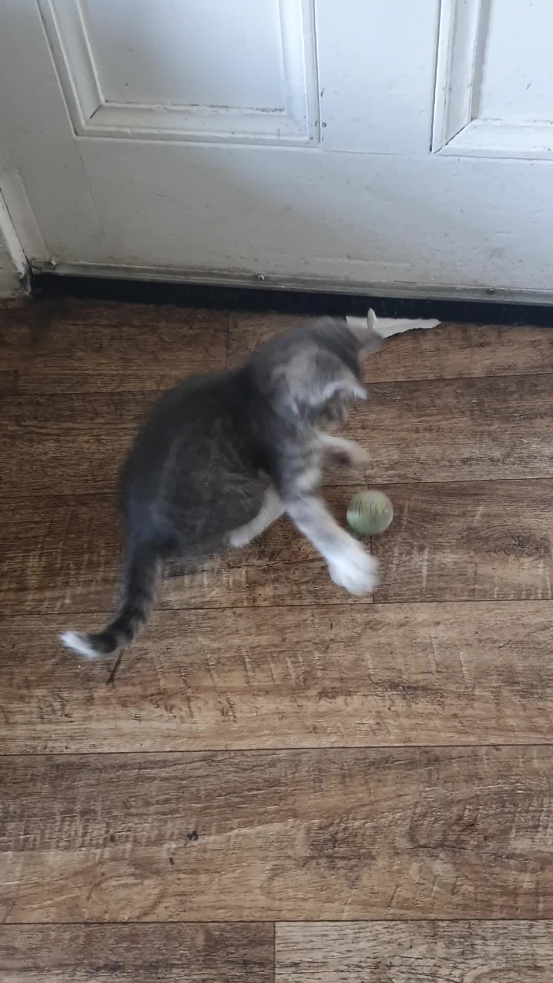 Mixed Breed cats for sale: Fluff and Tumble - Video 1