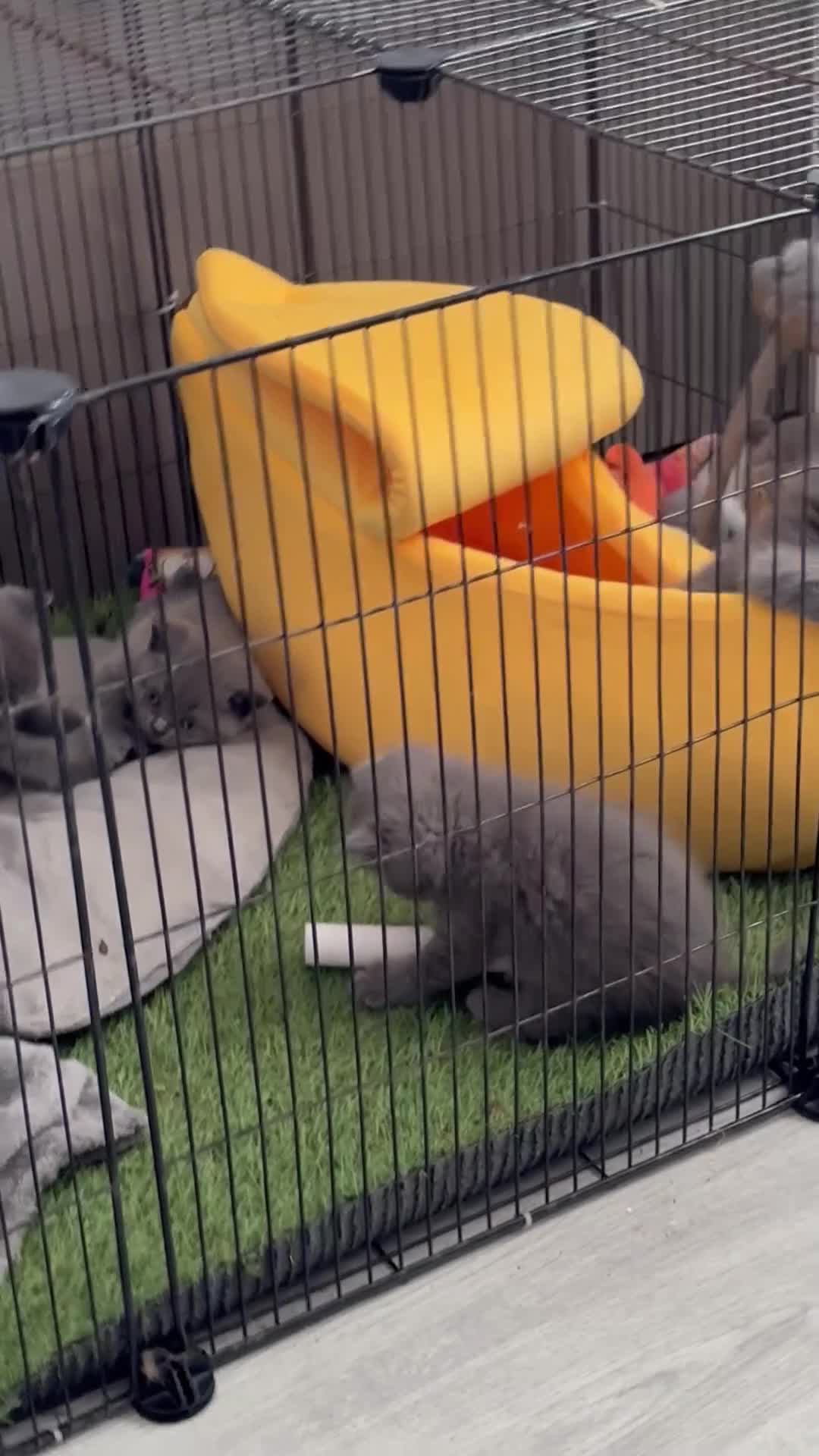 British Shorthair cats for sale: Active champion bloodline BSH kittens GCCF reg in Manchester - Video 1