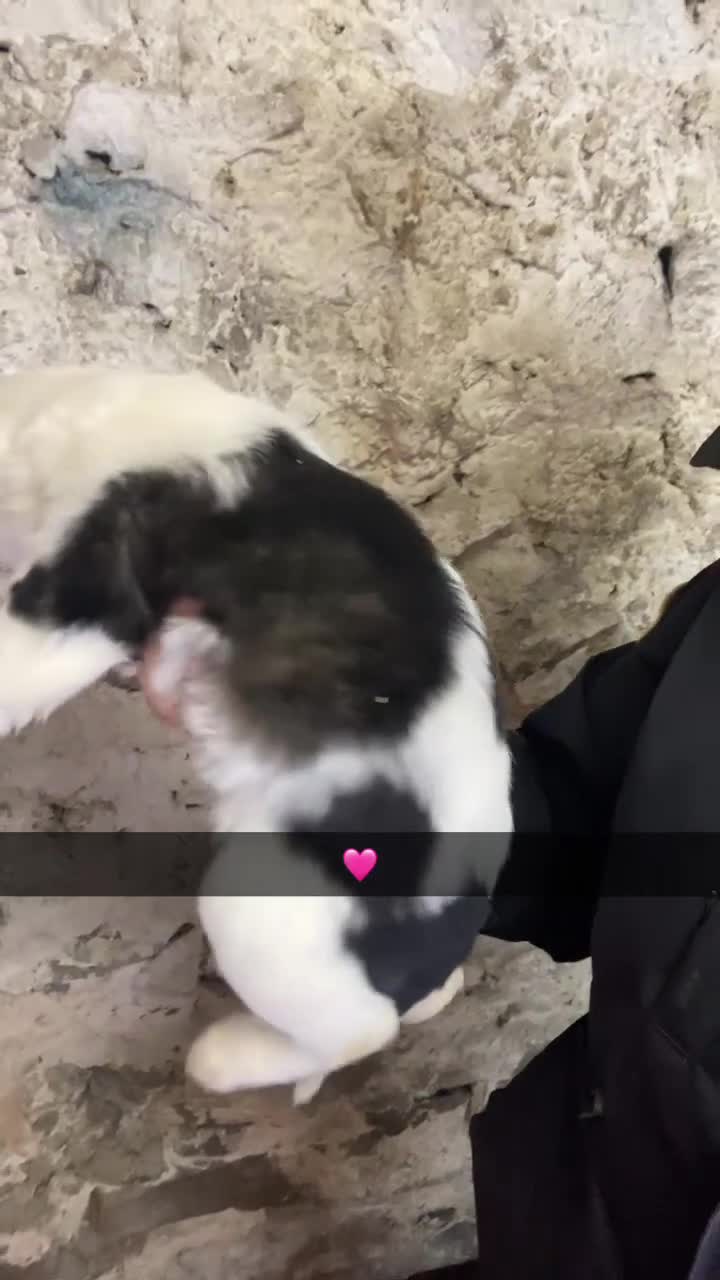 Mixed Breed dogs for sale: Australian Shepherd X Border Collie pups 🐶  - Video 4