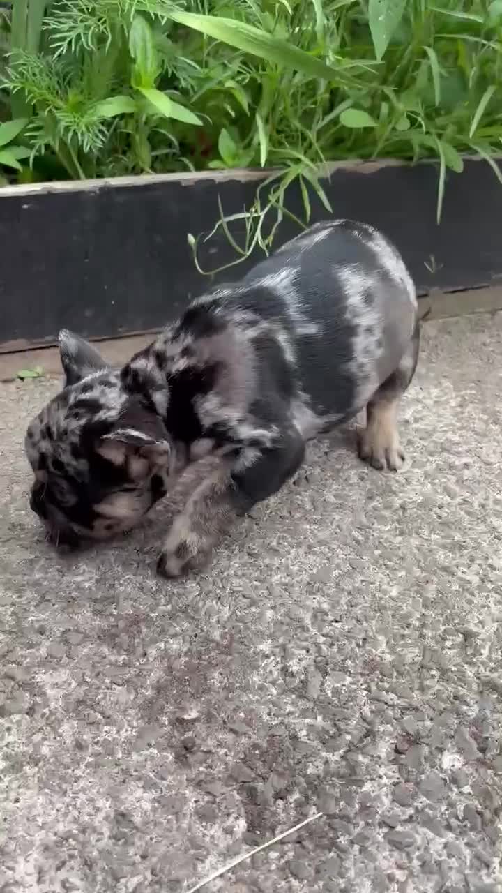 French Bulldog dogs for sale: French Bulldog puppies  - Video 1