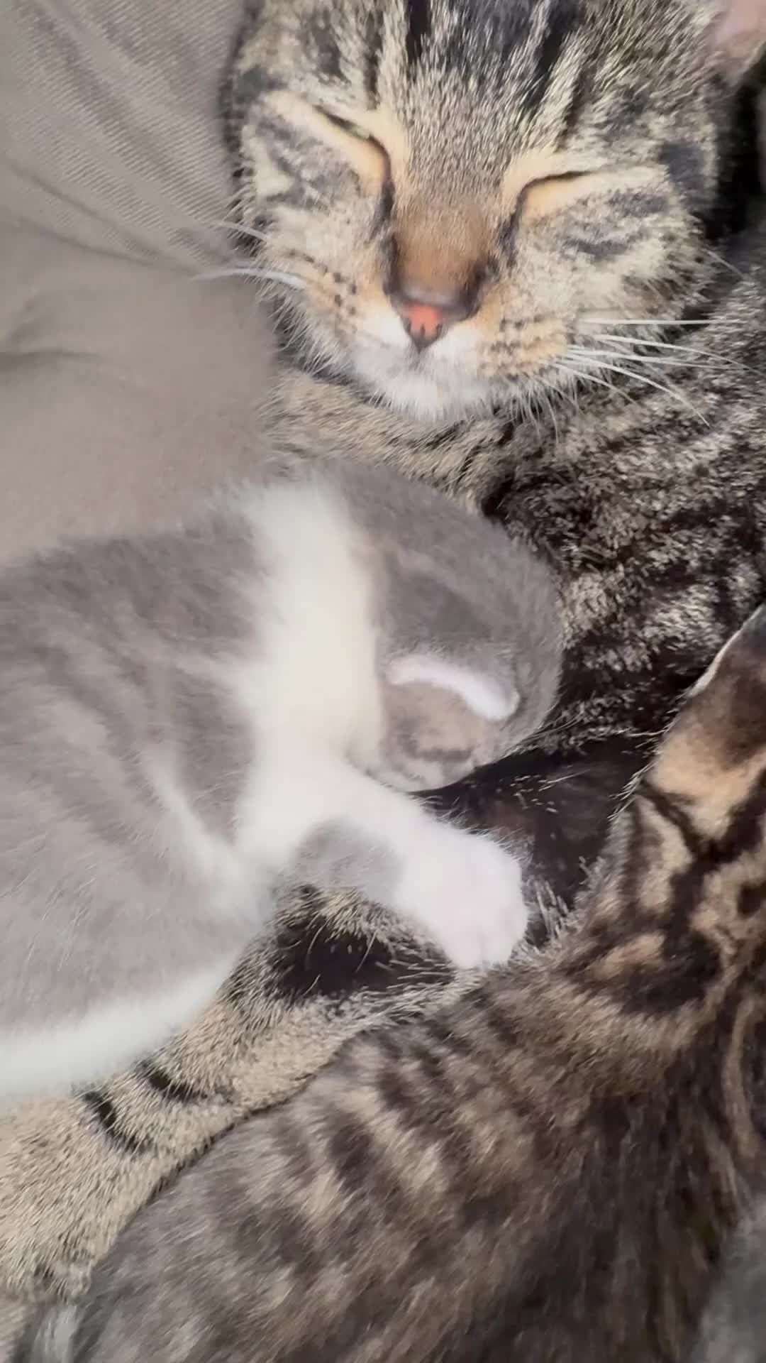 Mixed Breed cats for sale: Affectionate, beautiful cats - Video 1