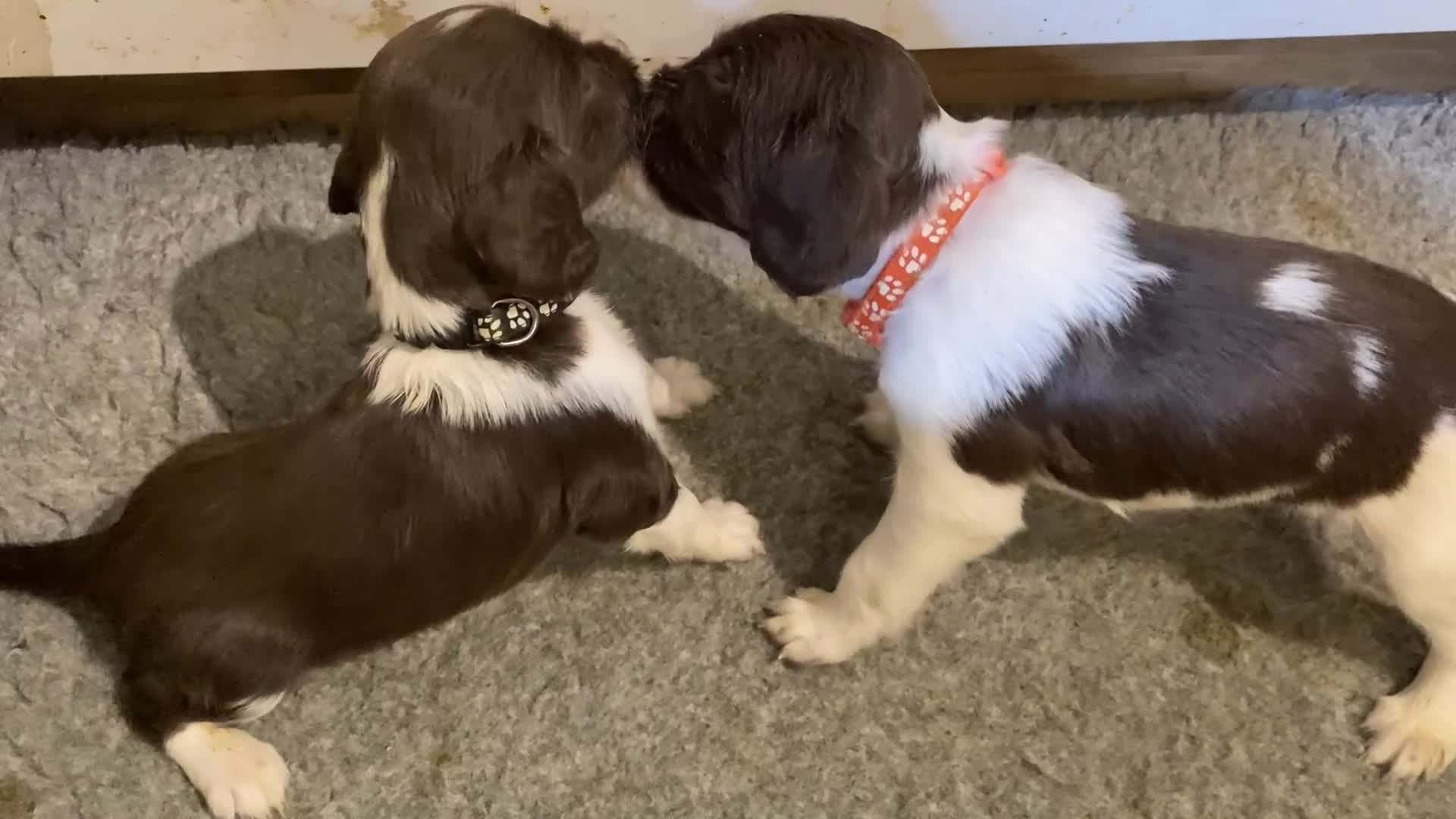 English Springer Spaniel dogs for sale: 5th Gen Springers: Purebred, 7th litter, 36 total - Video 3
