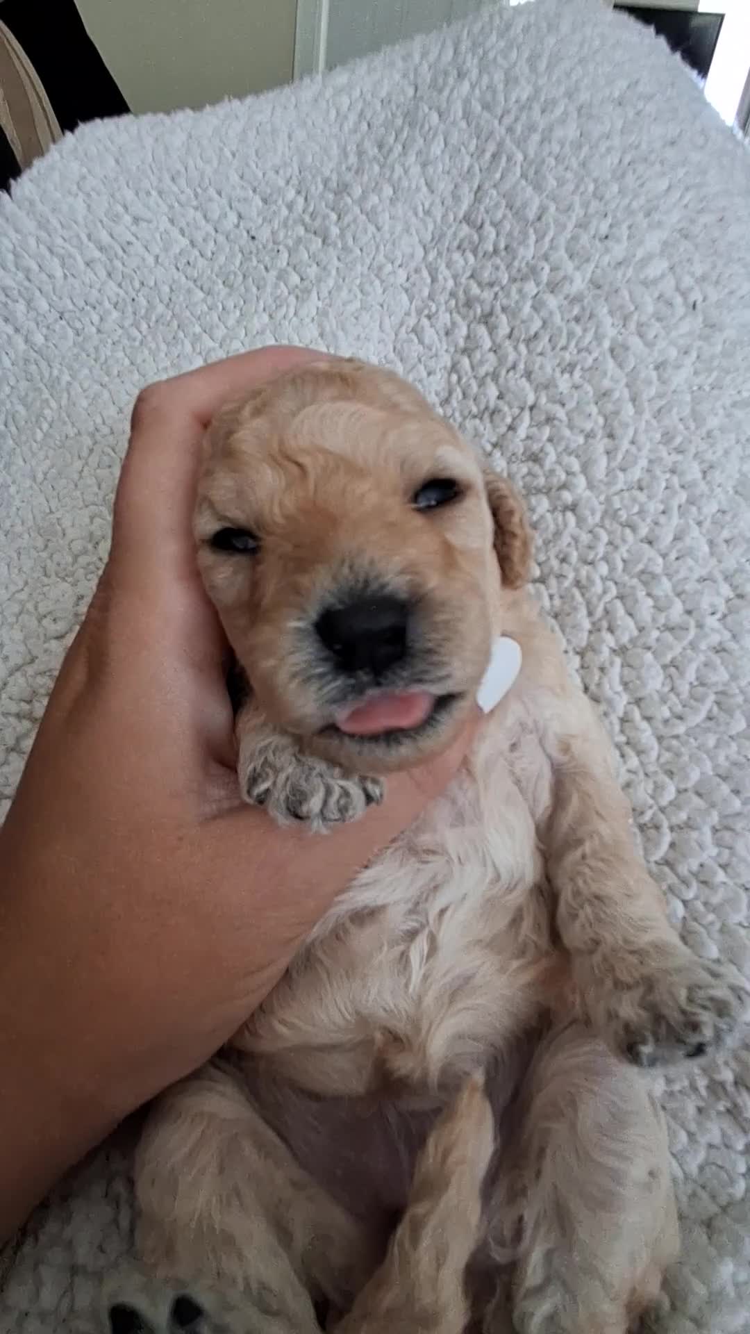 Cavapoochon dogs for sale: 🐾 Gorgeous Cavapoochon Puppies 🐾 - Video 1