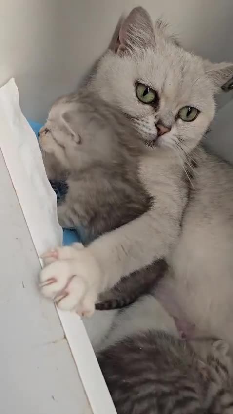 British Shorthair cats for sale: Adorable British Shorthair Kittens–Ready for Home! - Video 2