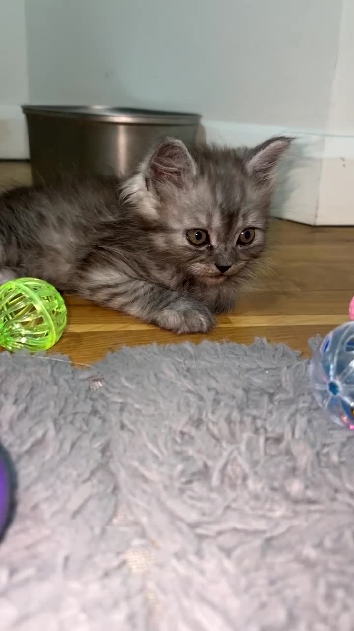 Mixed Breed cats for sale: Mixed breed: domestic long hair / Persian  - Video 1