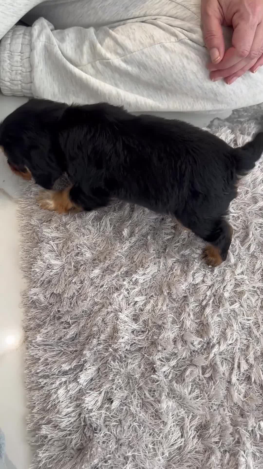 Cockalier dogs for sale: Cocker Spaniel Cavalier King Charles Puppy puppies - Video 1
