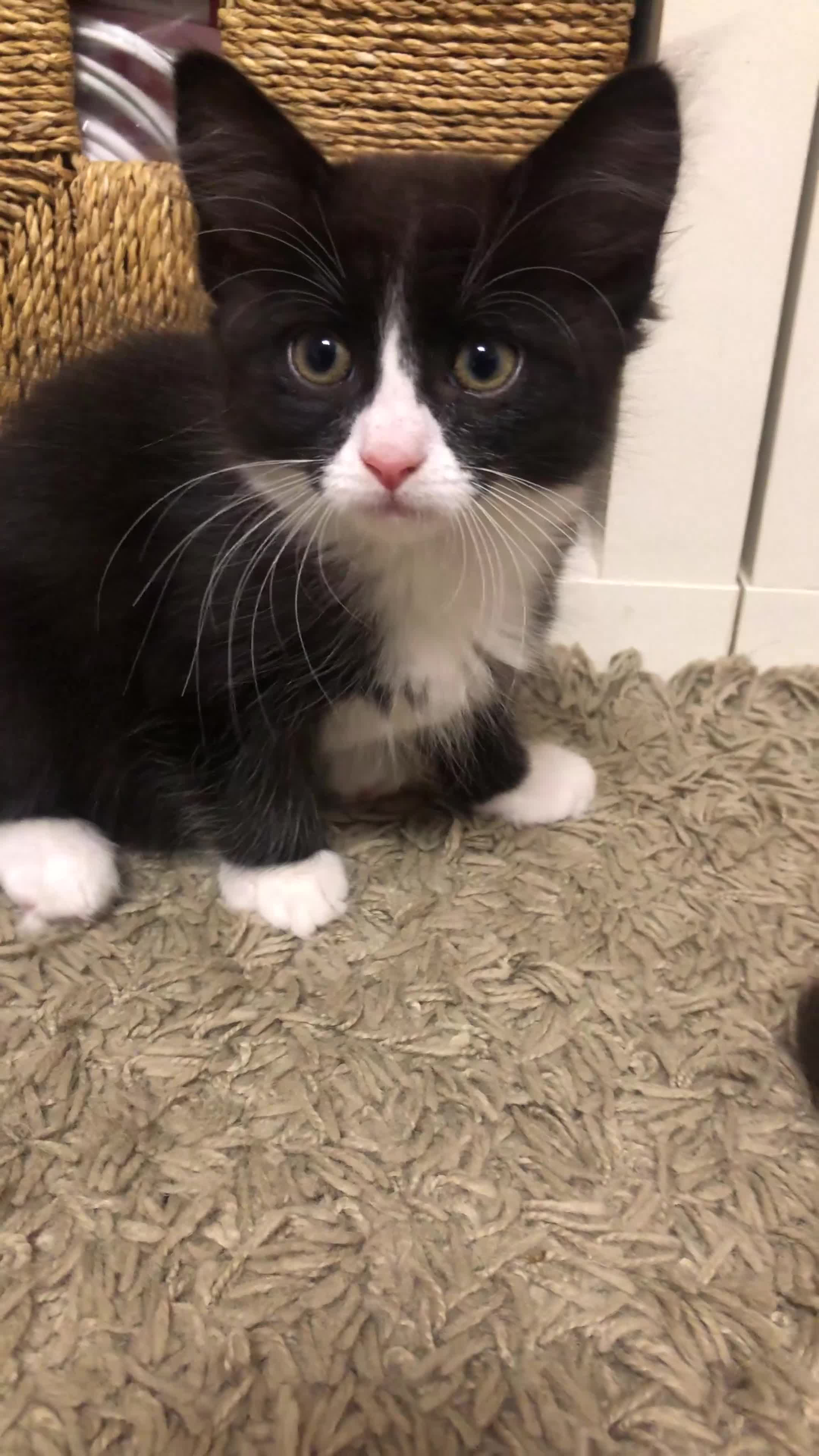 Mixed Breed cats for sale: siamese x siberian tuxedo kittens - Video 1