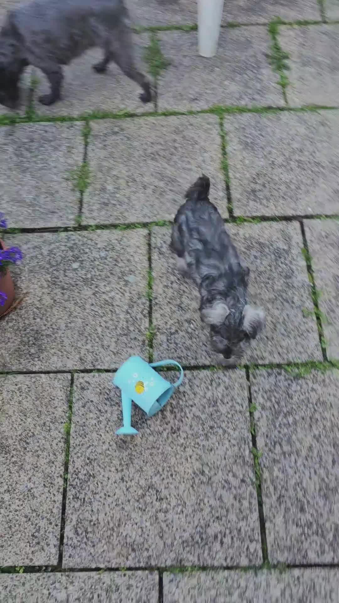 Miniature Schnauzer dogs for sale:  KC reg Miniature Schnauzer pups   - Video 2