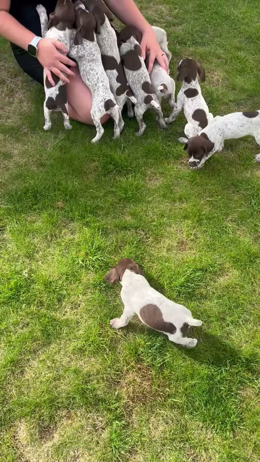 German Shorthaired Pointer dogs for sale: ! Ready now !  - Video 4