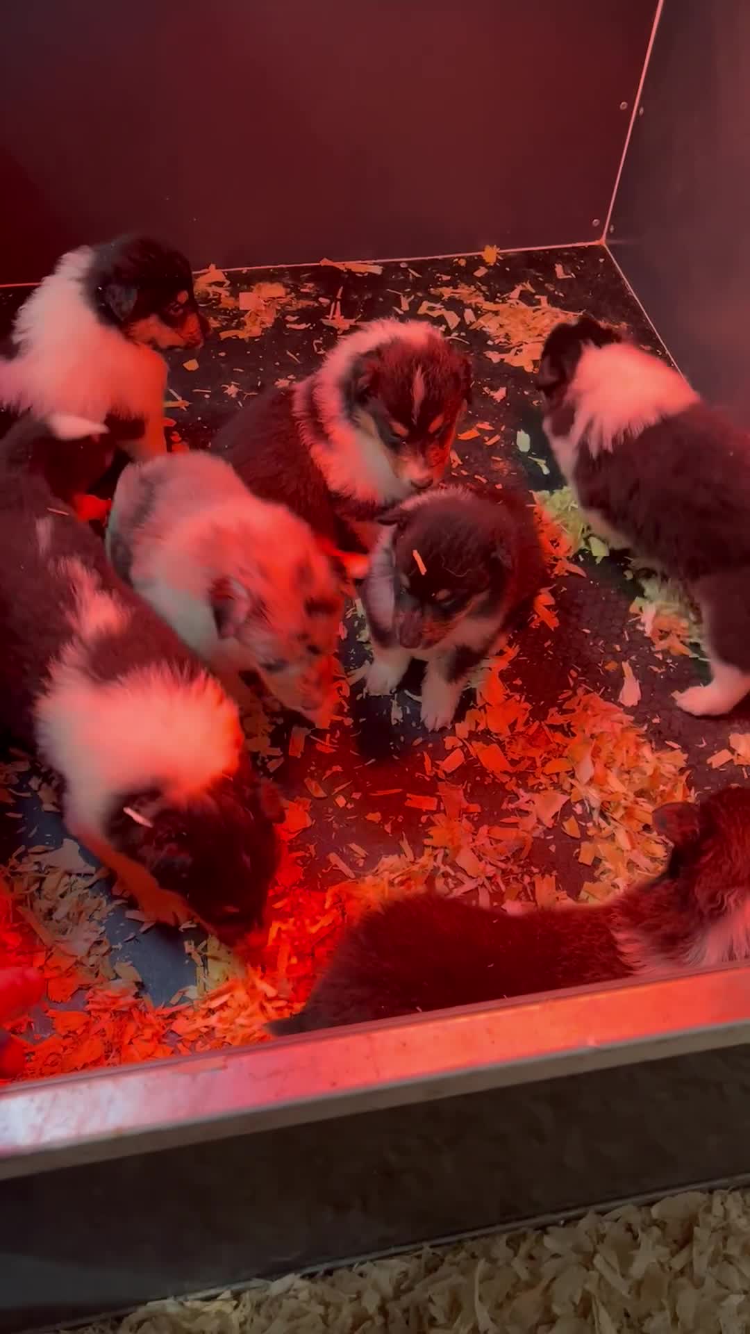 Rough Collie dogs for sale: Kc registered rough collie puppies  - Video 1