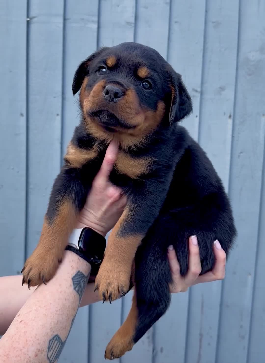 Rottweiler dogs for sale: 5 Exceptional KC Registered Rottweiler Puppies - Video 2