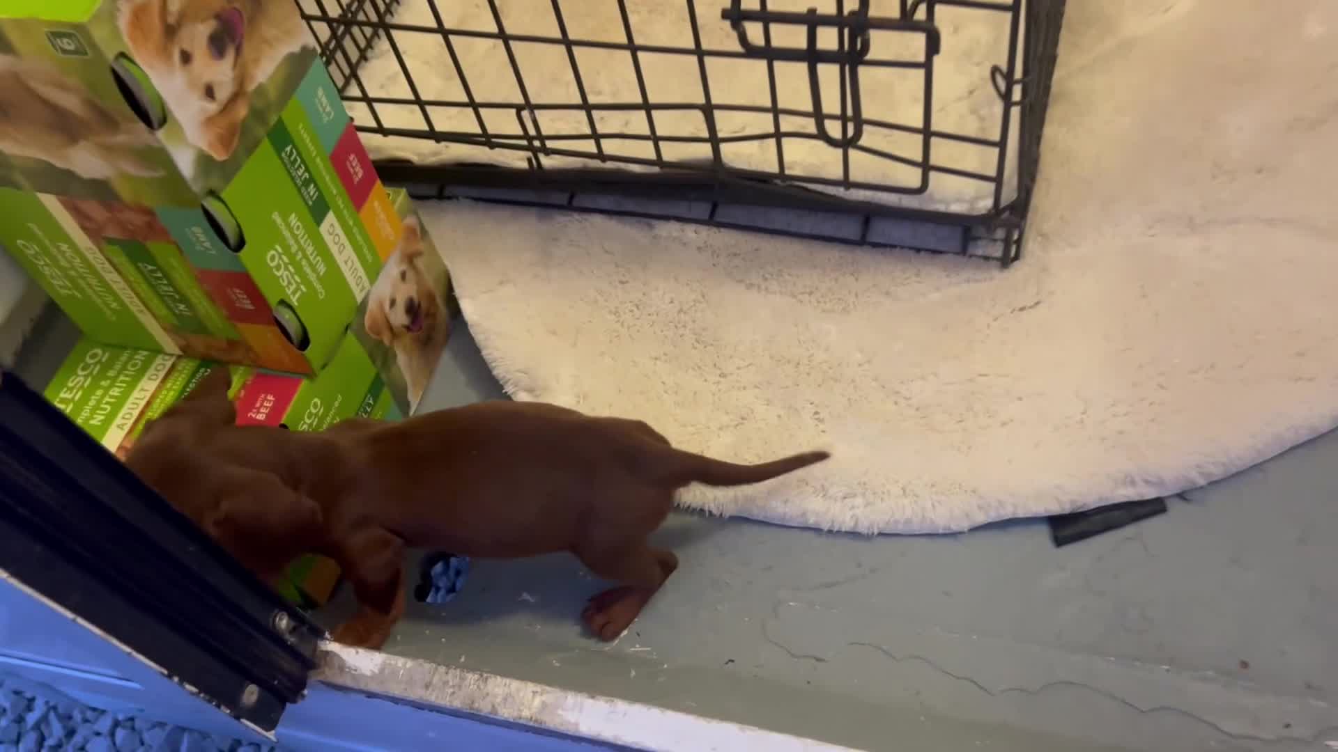 Miniature Dachshund dogs for sale: Miniature dashound - Video 1