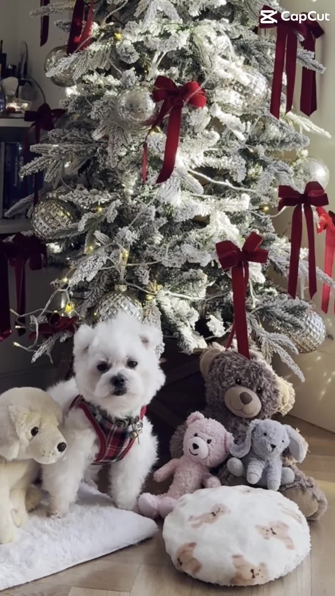 Maltese dogs for stud: LONDON Male for Breeding - STUD ❤️🐶  - Video 2