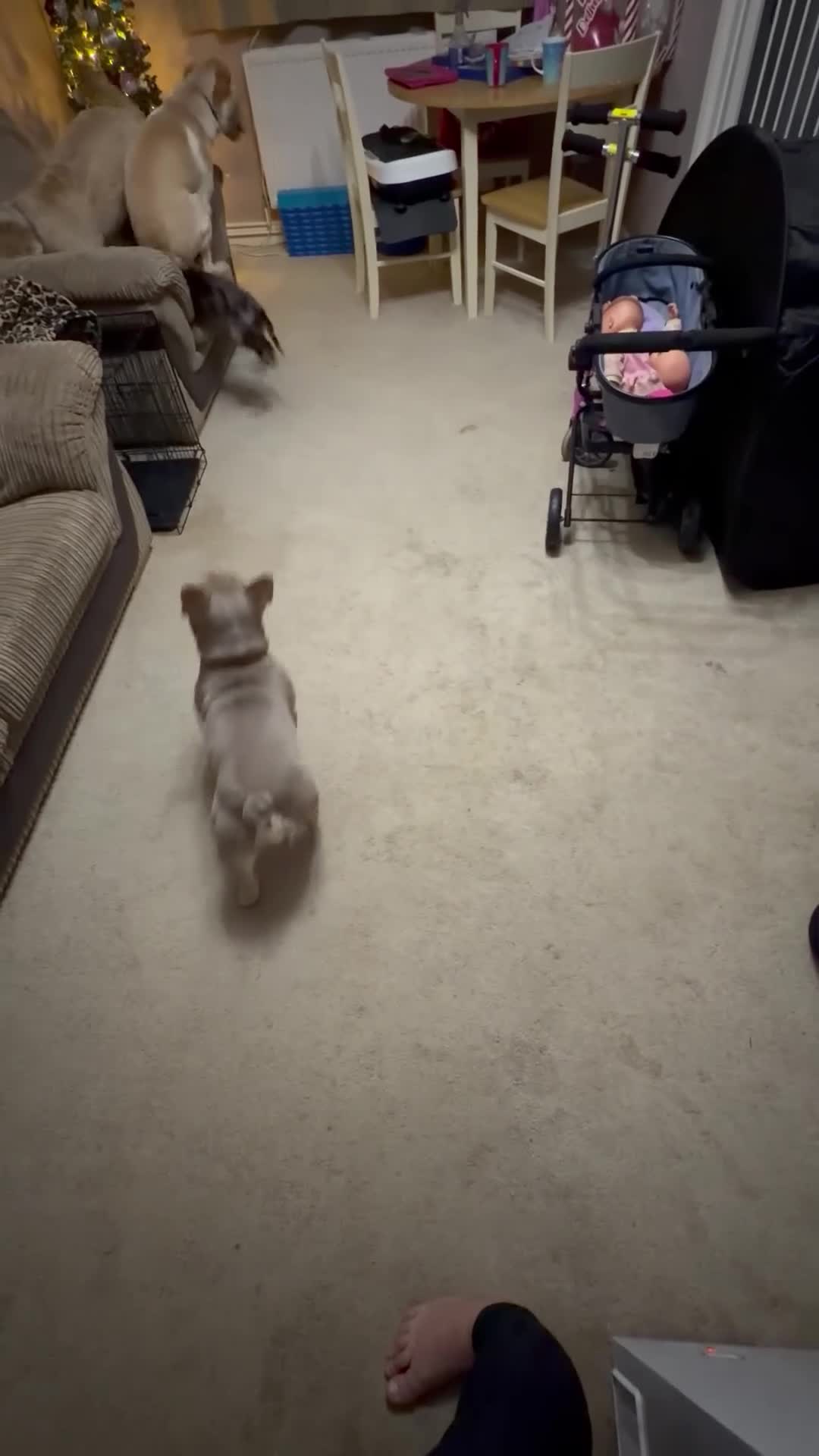 Labrador Retriever dogs for sale: Labrador 10 months old puppy  - Video 2