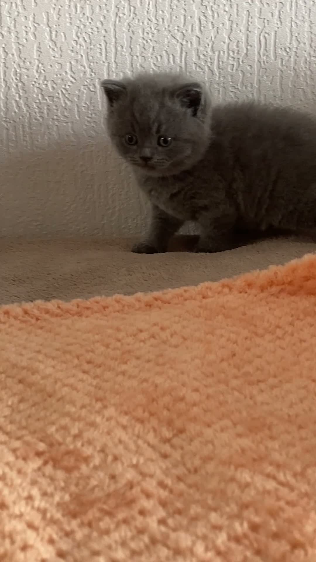 British Longhair cats for sale: British shorthaired kittens  - Video 1