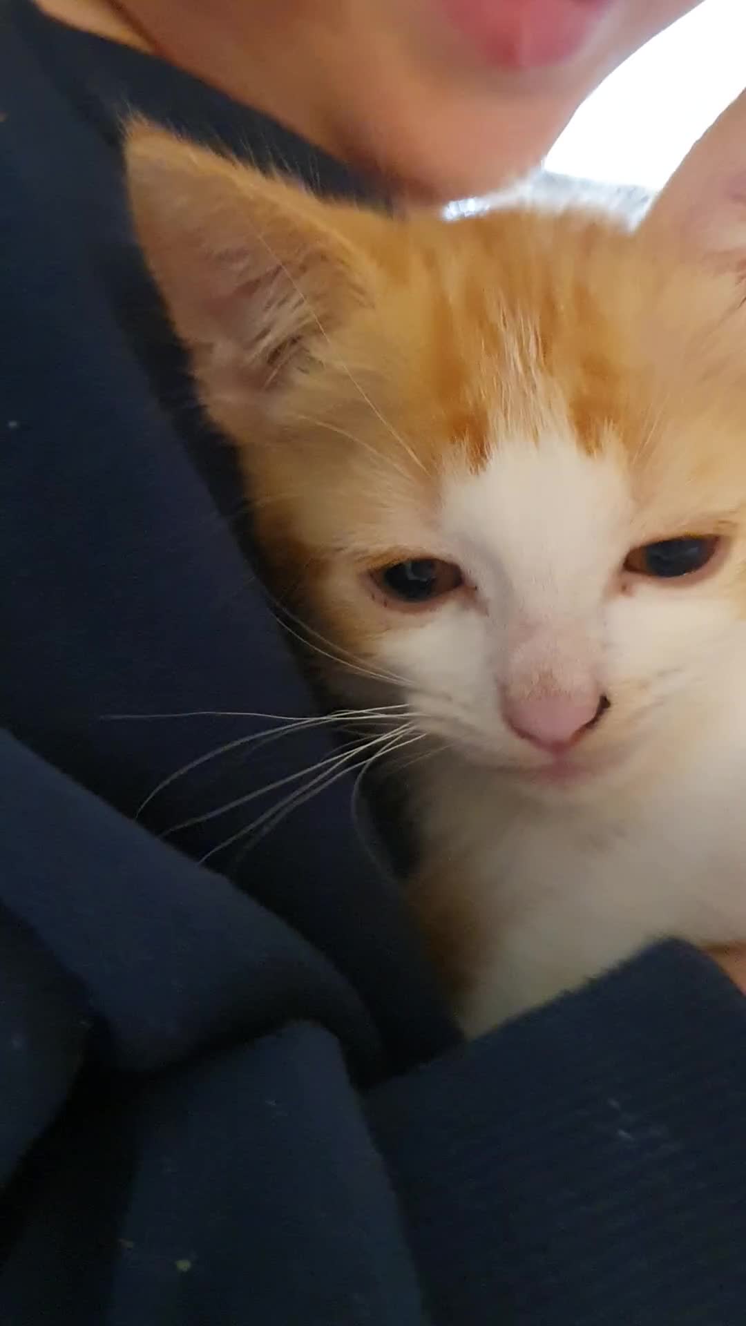 Mixed Breed cats for sale: Beautiful Playful Kittens Looking for Loving Homes in Burton-on-Trent - Video 1