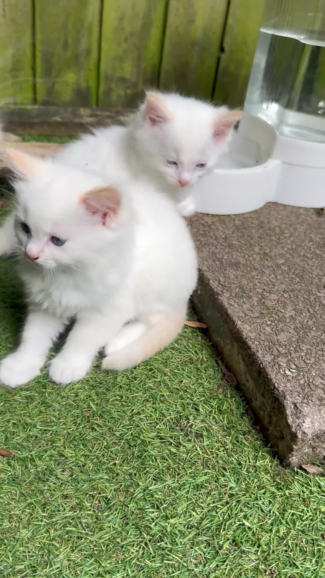Ragdoll cats for sale: Ragdoll kittens HCM/PKD DNA’d - Video 1