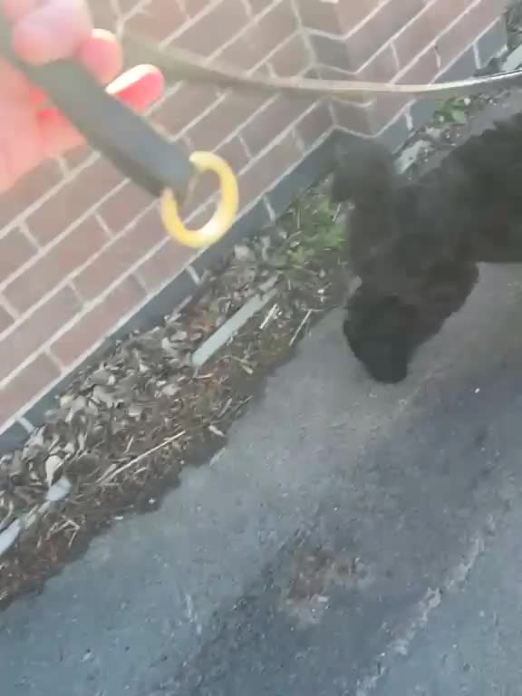 Standard Poodle dogs for sale: Shirgasei Standard Poodles - Video 1