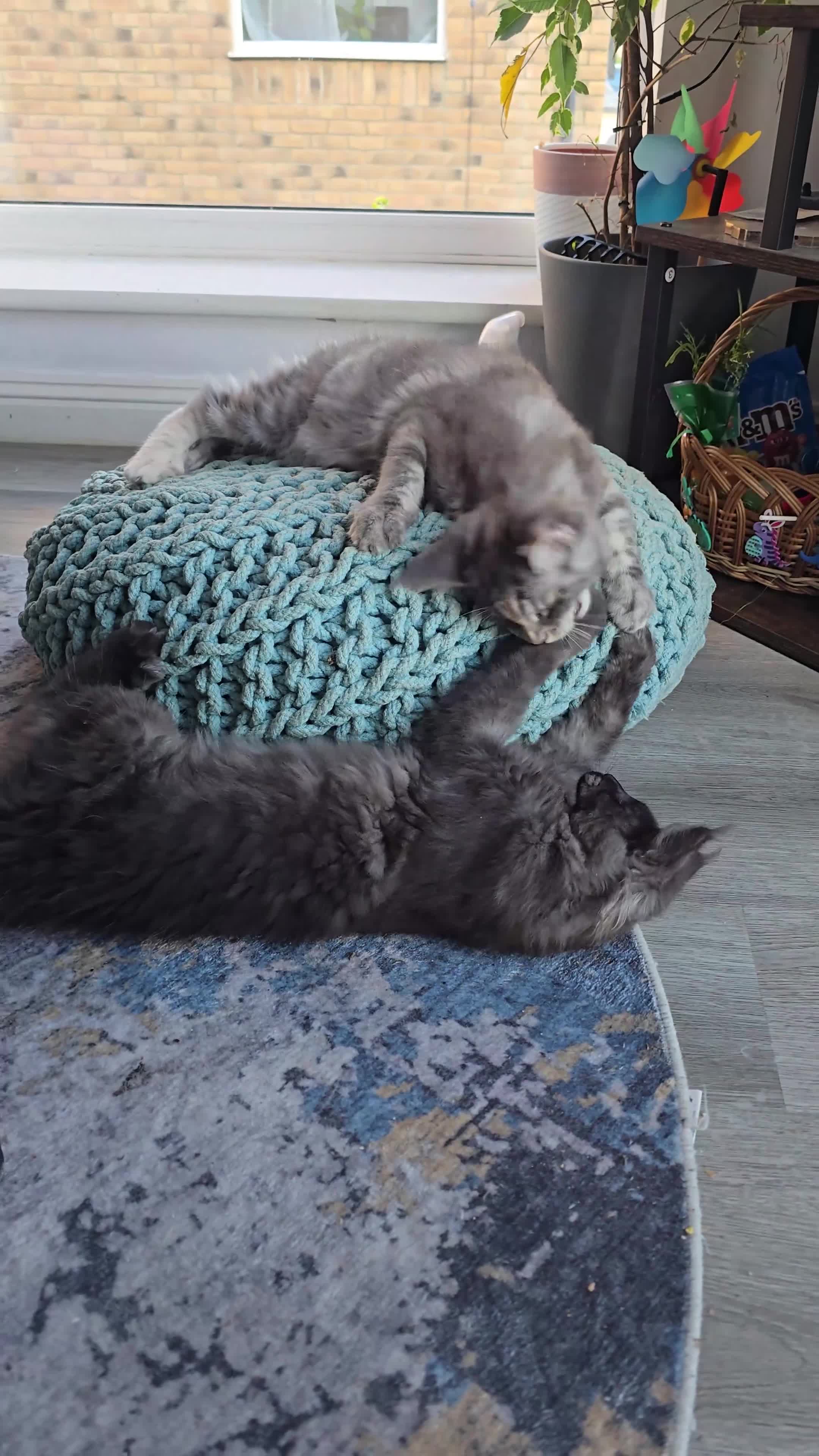 Maine Coon cats for sale: XL Maine coons available!  - Video 1