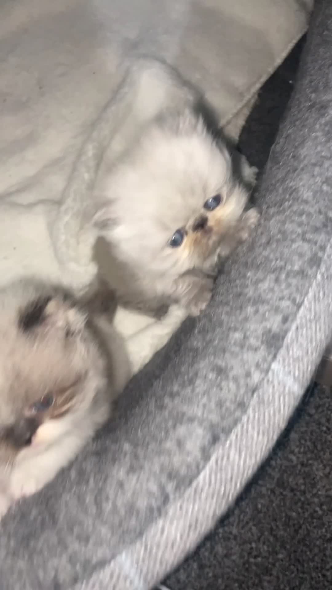 Persian cats for sale: 2 beautiful and lively Persians for sale  - Video 2