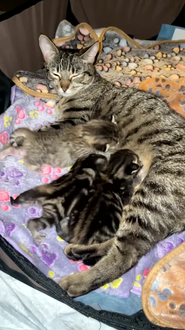 Mixed Breed cats for sale: Kittens For Sale  - Video 4