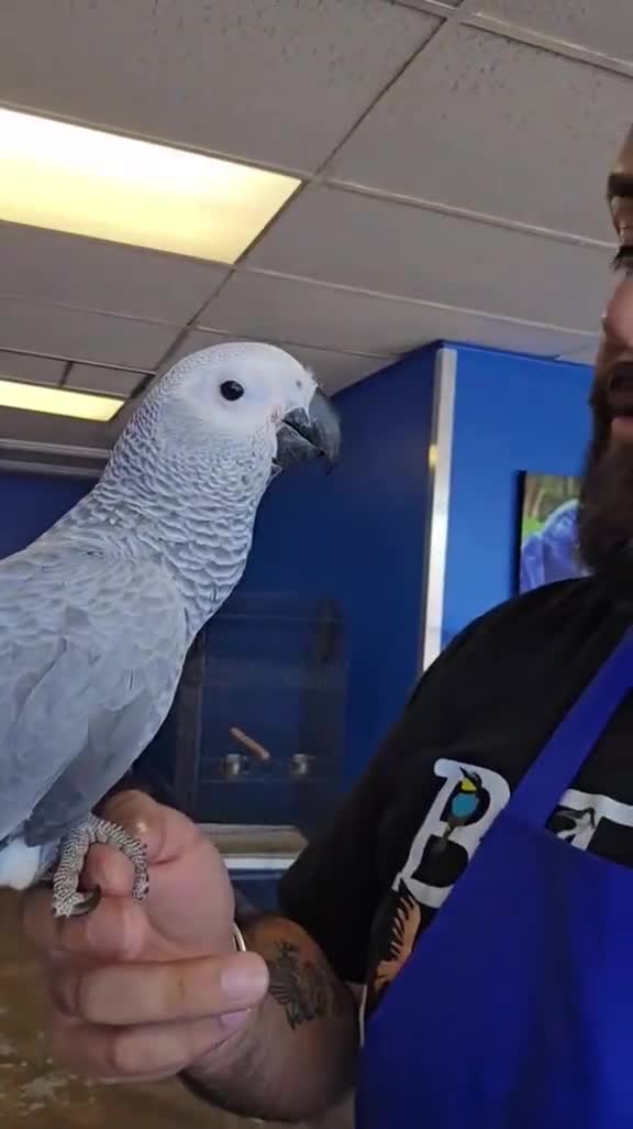 Parrots birds for sale: Outstanding high vocabularies African Grey Parrots in Coventry - Video 1