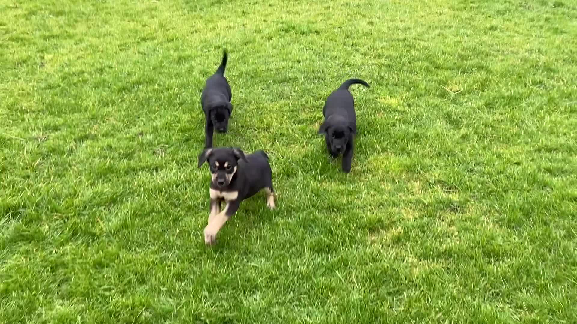 Labrador Retriever dogs for sale: Beautiful KC Reg bitch puppies - Video 1