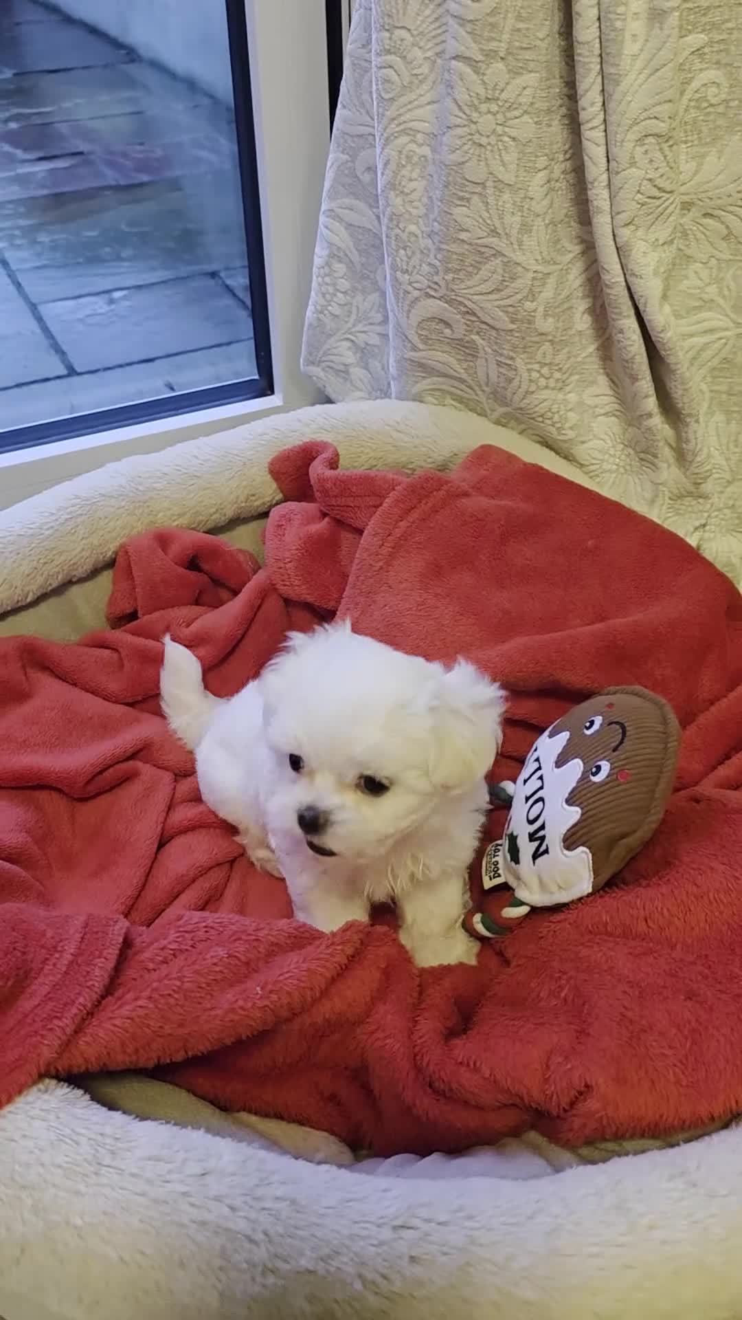 Maltese dogs for sale: A tiny little boy  - Video 1