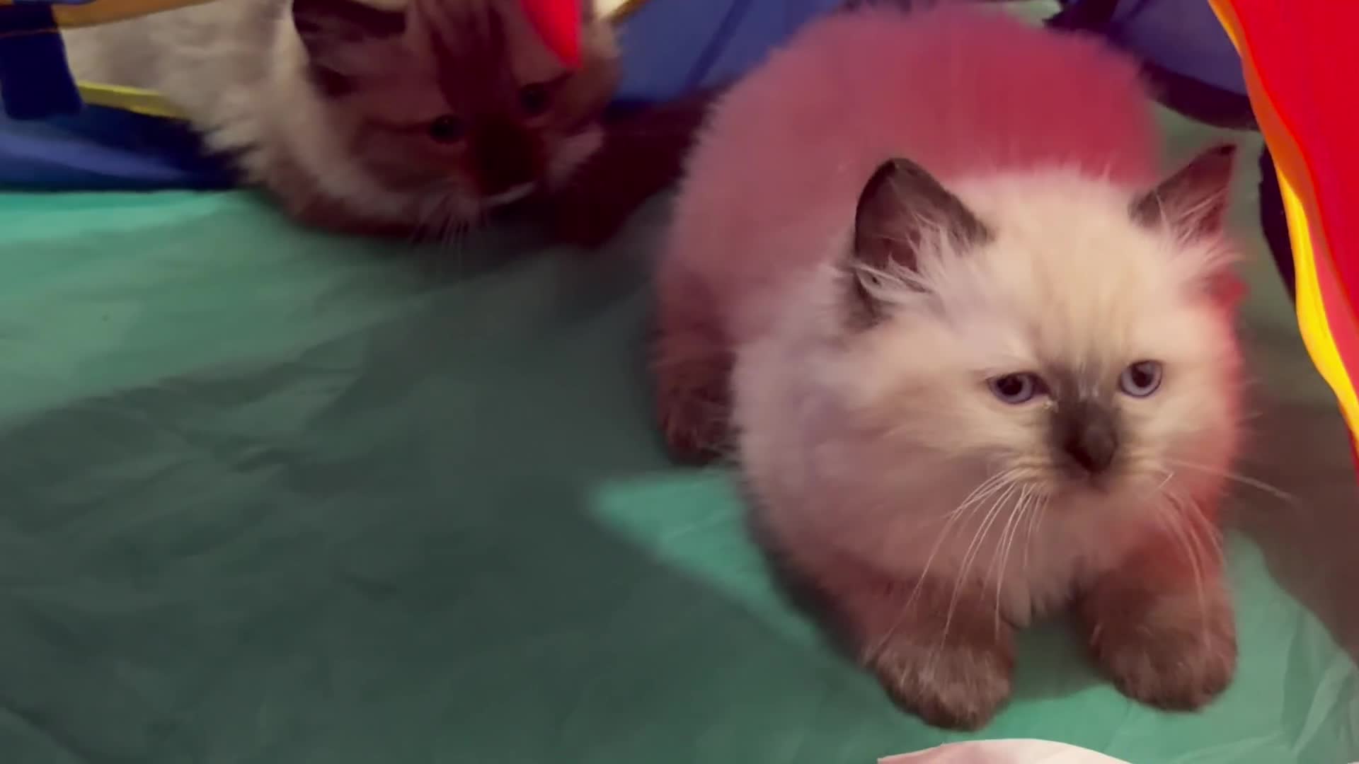 Ragdoll cats for sale: Ragdoll Kittens 🏆 Champ bloodlines  - Video 1