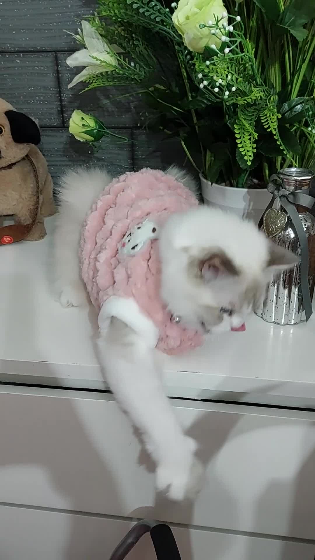 Ragdoll cats for sale: 🔥PRESTIGIOUS BEAST SIZE EU FEMALE🔥  - Video 2