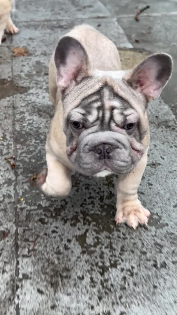 French Bulldog dogs for stud: HIGHEST QUALITY AVAILABLE  in London - Video 2