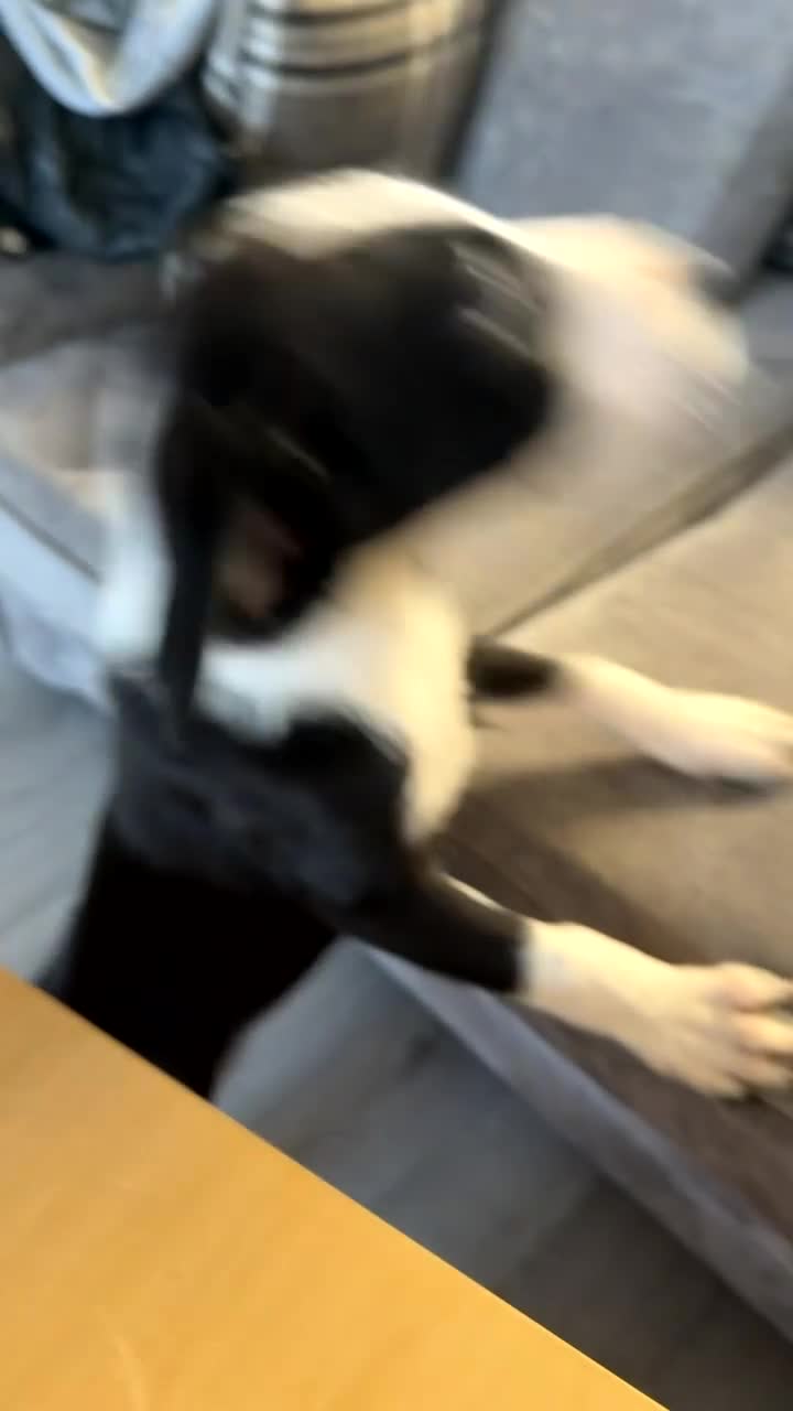 Borador dogs for sale: Border pups - Video 1