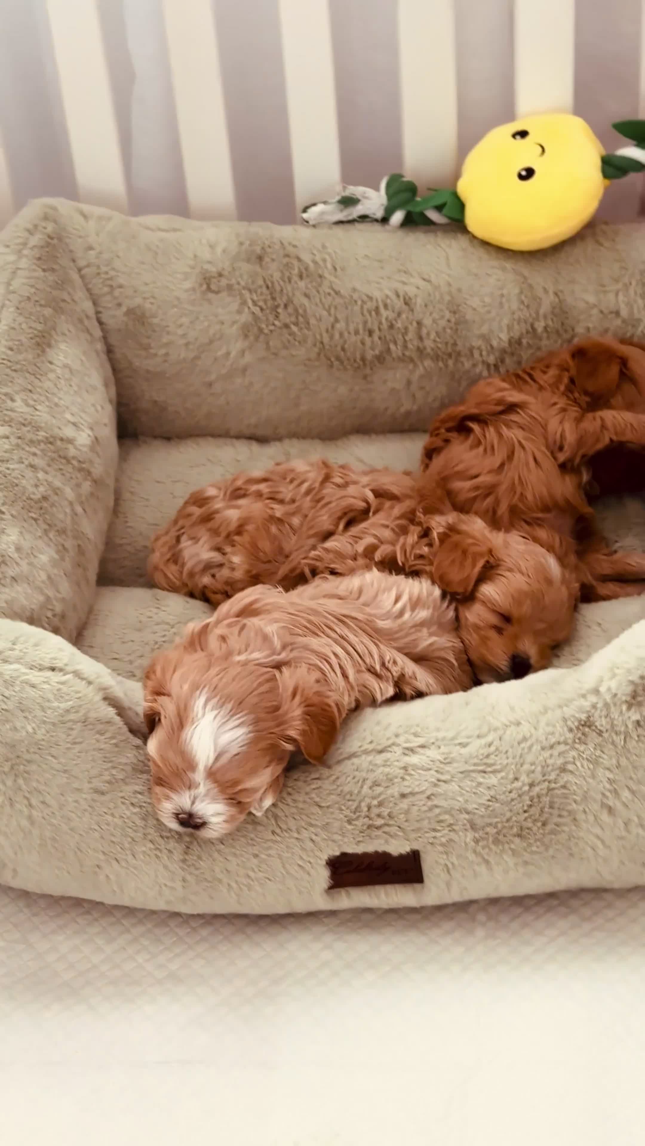 Maltipoo dogs for sale: 💎🧸  Quality Asian Maltipoo DNA clear💎🧸   - Video 2
