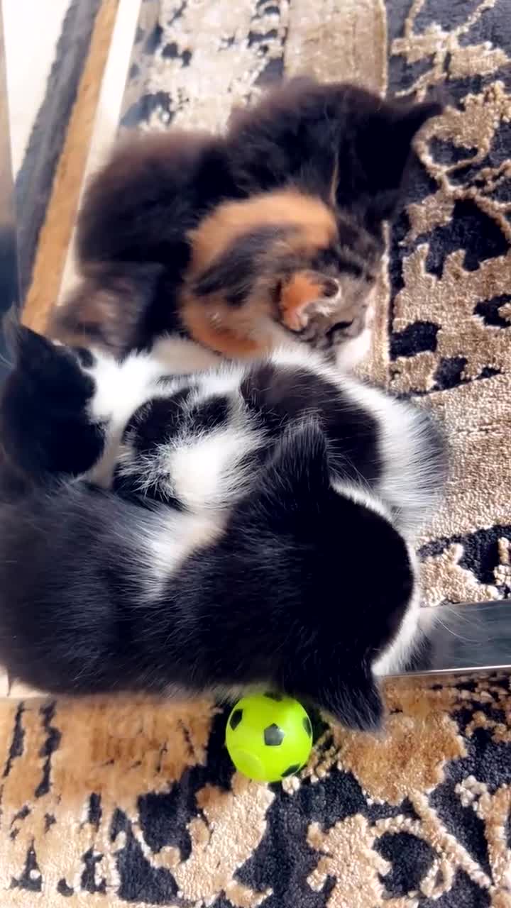 Mixed Breed cats for sale: Maximum  - Video 1