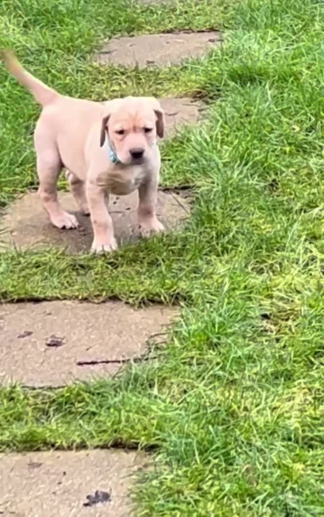 Labrador Retriever dogs for sale: KC registered Labrador Retriever puppies  - Video 3