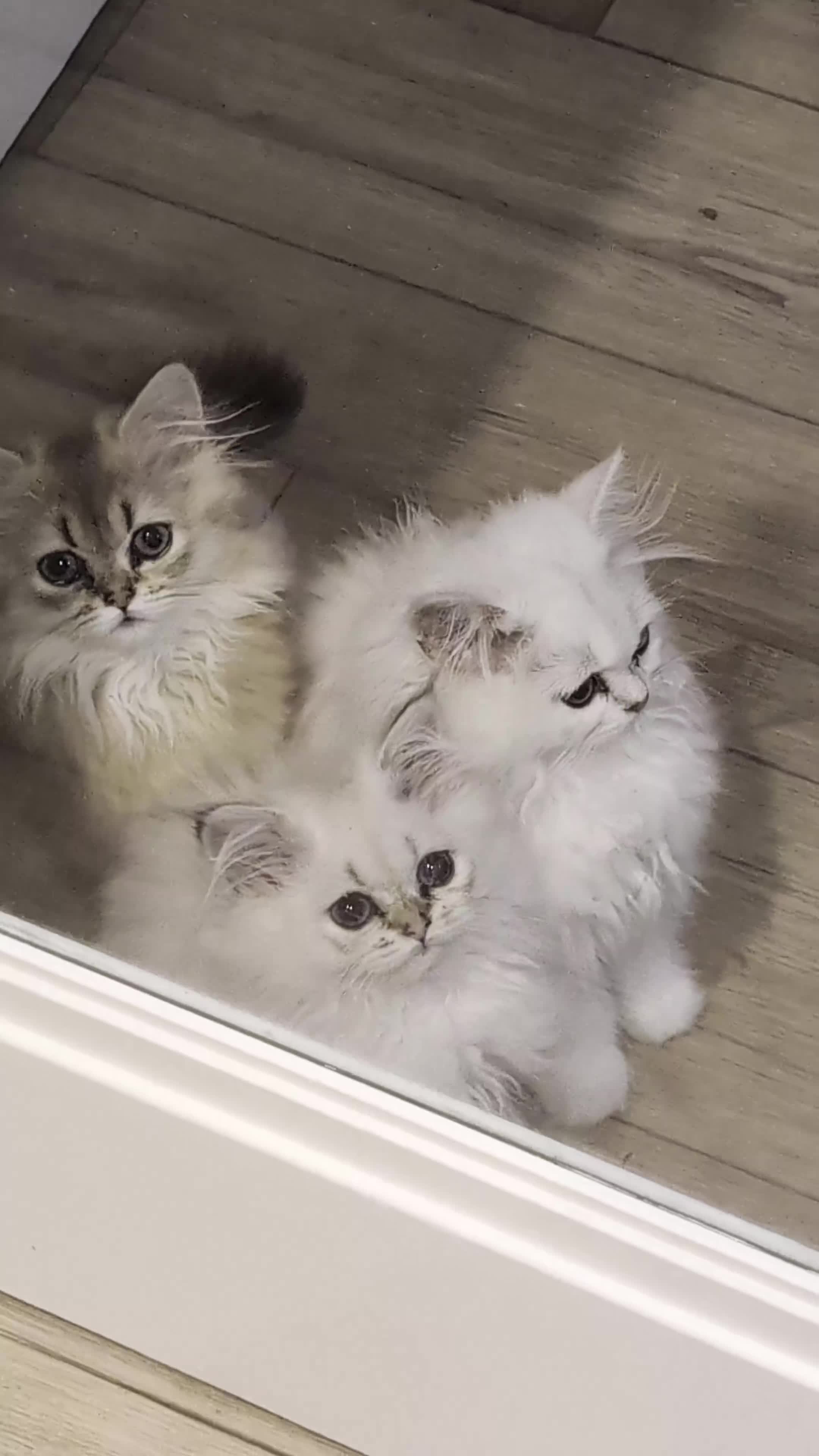 British Longhair cats for sale: TICA REGISTERED British longhair champion breed - Video 3