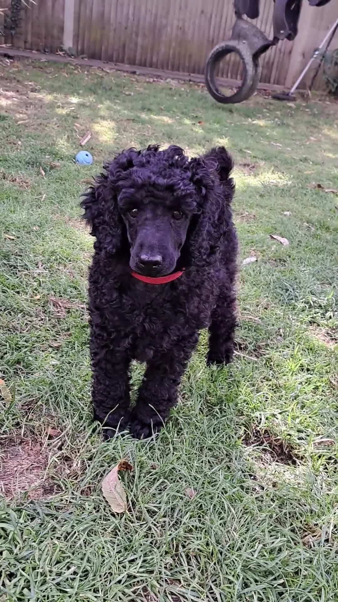 Miniature Poodle dogs for sale: DNA Health tested.Miniature KC Poodle Puppies - Video 1
