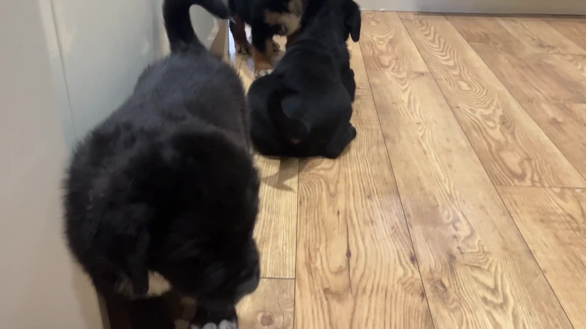 Central Asian Shepherd dogs for sale: Central Asian Shepard x Rottweiler  - Video 1