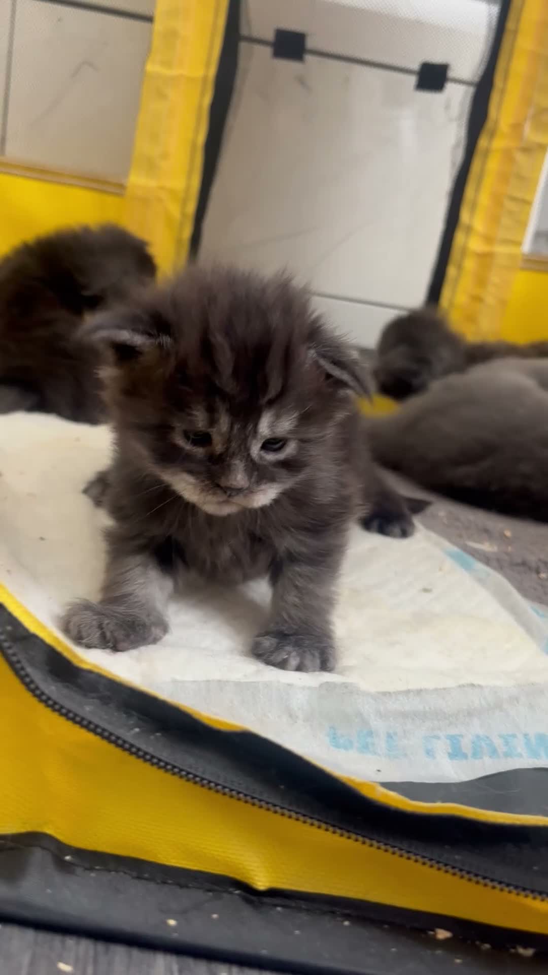 Maine Coon cats for sale: Maine coon  - Video 1